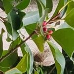 Ilex rotunda Fruit