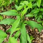 Solidago caesia Habit