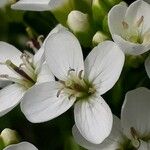 Cardamine asarifolia Fula