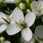 Cardamine asarifolia 花