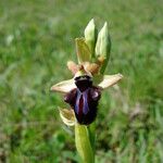 Ophrys incubacea Blomma