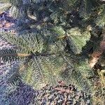 Abies nordmanniana Lehti