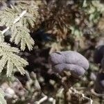 Prosopis farcta Fruchs