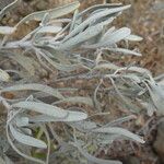 Cneorum pulverulentum पत्ता
