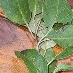 Cordia alliodora Hoja