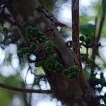 Ficus racemosa Fruit