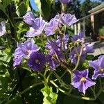 Solanum wendlandii Flower