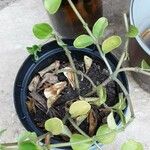Peperomia rotundifolia Hoja