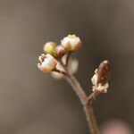 Hornungia procumbens Frucht