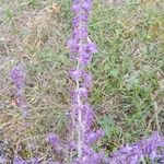 Artemisia suksdorfii Цвят