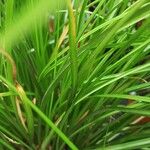 Carex testacea Lapas