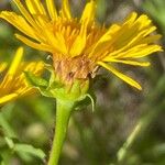 Inula salicina Flower