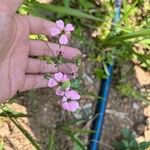 Vaccaria hispanica Blüte