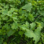 Lactuca floridana ശീലം