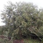 Acacia auriculiformis Habitatea