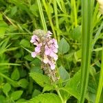 Teucrium canadenseFlower