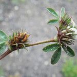 Trifolium scabrum Hoja