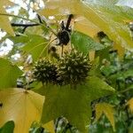 Liquidambar styraciflua Mbuma