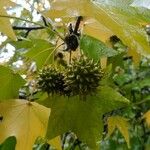 Liquidambar styraciflua Fruit