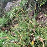 Allium ramosum Habit