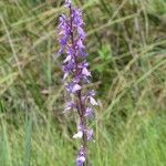 Anacamptis palustris Flower