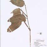 Ischnosiphon puberulus Hoja