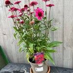 Echinacea purpurea Цветок