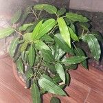 Ficus cordata Hoja