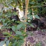 Erythrina fusca Yaprak