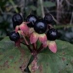 Hypericum androsaemum Frugt