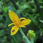 Hypoxis hirsuta Λουλούδι