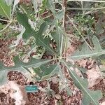 Cussonia paniculata Blatt