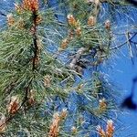 Pinus attenuata Агульны выгляд