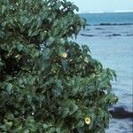 Hibiscus tiliaceus Celota