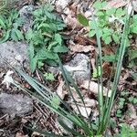 Narcissus poeticus Libunga