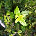 Veronica americana Blad