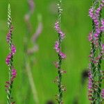 Spiranthes sinensis Flor