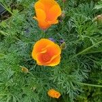 Eschscholzia californicaΛουλούδι