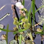 Sparganium emersum Fula