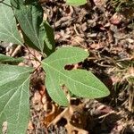 Sassafras albidum Leaf