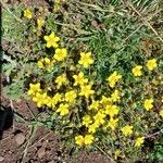 Potentilla verna Habitus