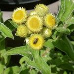 Helichrysum foetidum Цвят