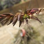 Bulbophyllum saltatorium