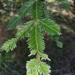 Sequoia sempervirens Leaf