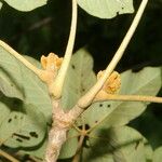 Handroanthus chrysanthus 叶