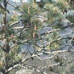 Pinus pinasterFrugt