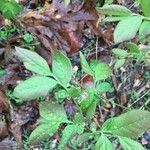Vaccinium pallidum Hoja