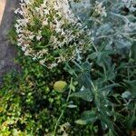 Valeriana lecoqii عادت داشتن