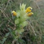 Rhinanthus pumilus Blüte