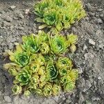Sempervivum grandiflorum Hábito